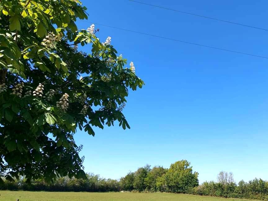Great Sampford Sorrells Farm Bed & Breakfast Hempstead (Essex)